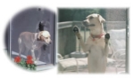 Phifer Pet Screen